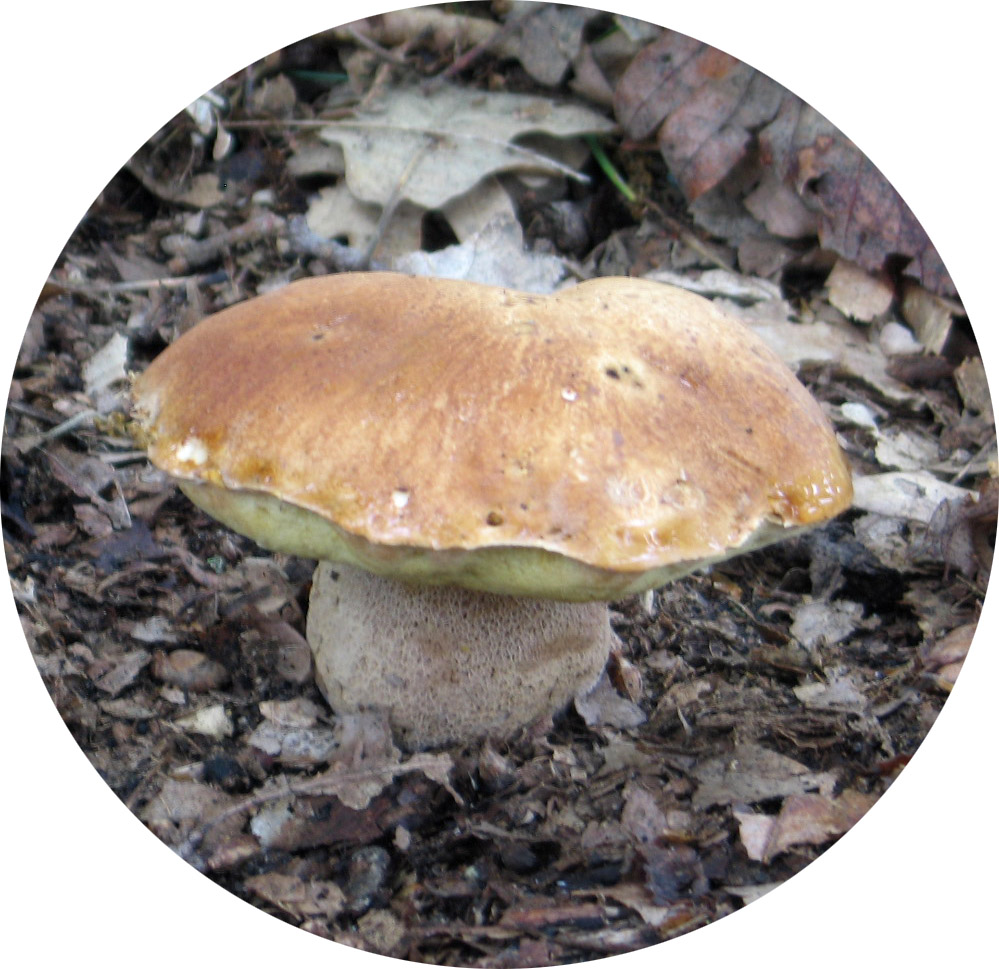 produto4